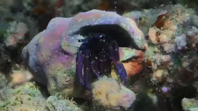 Calcinus rosaceus im Aquarium halten