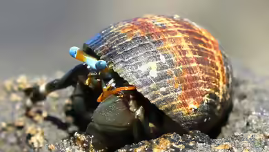 Calcinus seurati im Aquarium halten