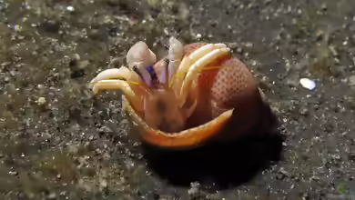 Calcinus vachoni im Aquarium halten