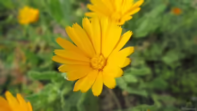 Calendula arvensis im Garten pflanzen