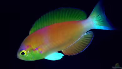 Callanthias japonicus im Aquarium halten