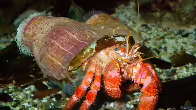 Calliactis parasitica im Aquarium halten