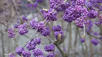 Callicarpa bodinieri im Garten pflanzen