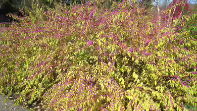 Callicarpa dichotoma im Garten pflanzen