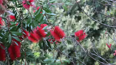 Callistemon citrinus im Garten pflanzen