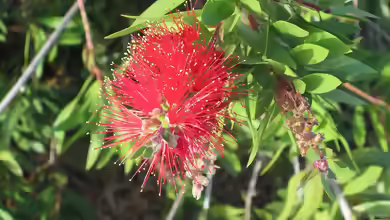 Callistemon viminalis im Garten pflanzen