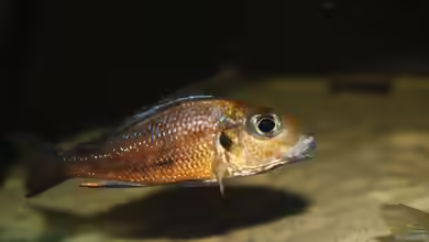 Callochromis: Sandcichliden aus dem Tanganjikasee mit faszinierendem Balzverhalten