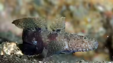 Callogobius shunkan im Aquarium halten