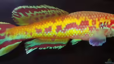 Callopanchax im Aquarium halten