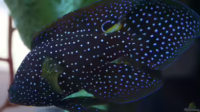 Calloplesiops altivelis im Aquarium halten
