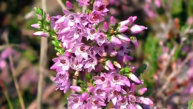 Calluna vulgaris am Gartenteich pflanzen