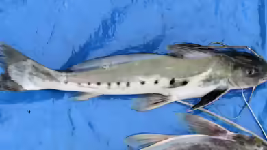 Calophysus macropterus im Aquarium halten
