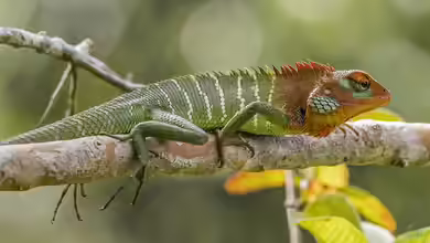 Calotes calotes im Terrarium halten