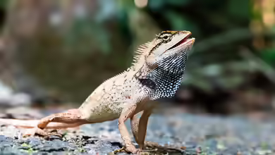Calotes emma im Terrarium halten