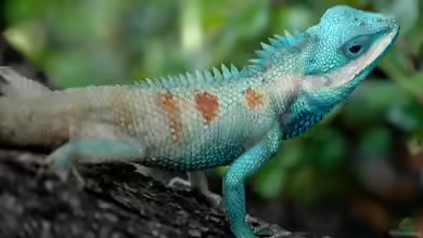 Calotes mystaceus im Terrarium halten