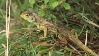 Calotes versicolor im Terrarium halten