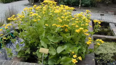 Caltha palustris am Gartenteich pflegen