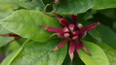 Calycanthus floridus im Garten pflanzen