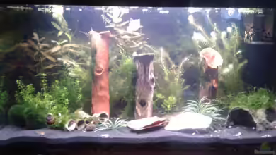 Cambarellus und Garnibecken von Bully-1999