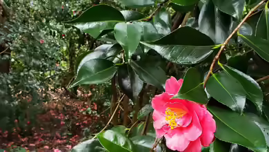 Camellia japonica im Garten pflanzen
