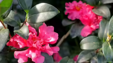 Camellia sasanqua im Garten pflanzen