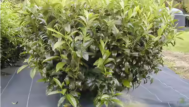 Camellia sinensis im Garten pflanzen