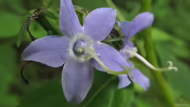 Campanula americana im Garten pflanzen