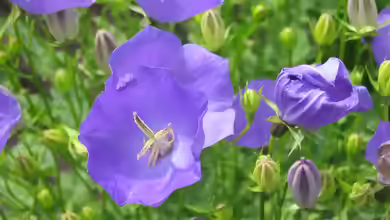 Campanula carpatica im Garten pflanzen
