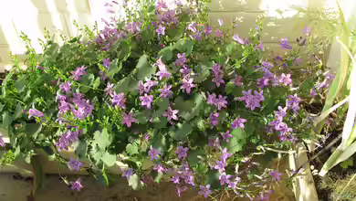 Campanula cochleariifolia im Garten pflanzen