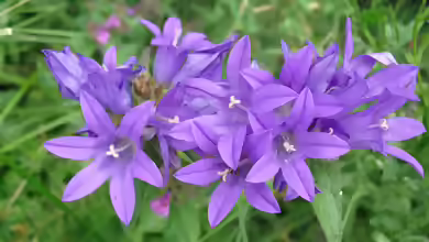 Campanula glomerata im Garten pflanzen