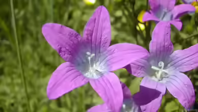 Campanula patula im Garten pflanzen