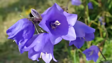 Campanula persicifolia im Garten pflanzen