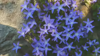 Campanula poscharskyana im Garten pflanzen
