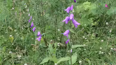 Campanula rapunculoides am Gartenteich
