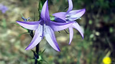 Campanula rapunculus im Garten pflanzen