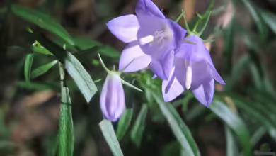 Campanula scheuchzeri im Garten pflanzen