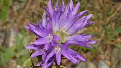 Campanula spicata im Garten pflanzen