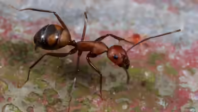 Camponotus nicobarensis im Formicarium halten