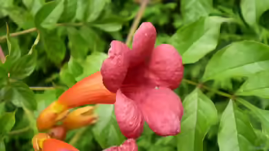 Campsis radicans im Garten pflanzen