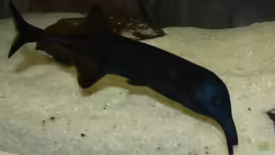 Campylomormyrus rhynchophorus im Aquarium halten