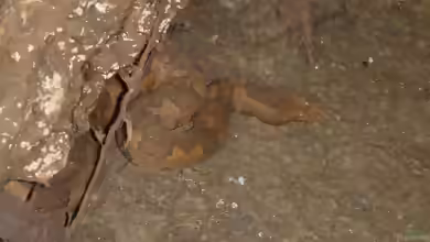 Candoia aspera im Terrarium halten