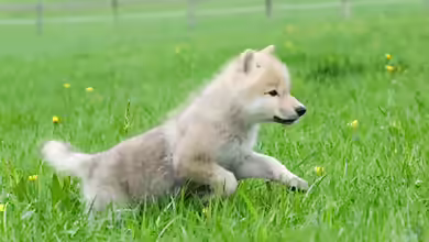 Canis Lupus - die kleinen Unterschiede