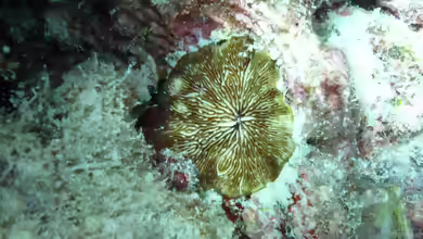 Cantharellus jebbi im Aquarium halten
