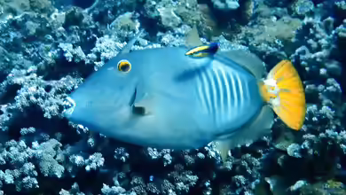 Cantherhines dumerilii im Aquarium halten