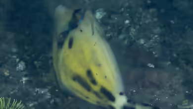Cantherhines fronticinctus im Aquarium halten