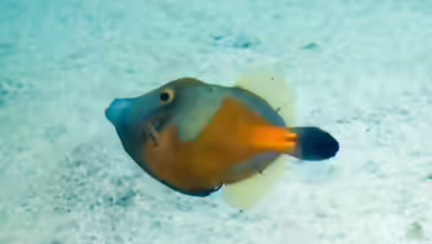 Cantherhines macrocerus im Aquarium halten