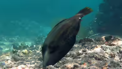 Cantherhines pardalis im Aquarium halten