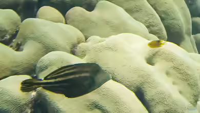Cantherhines pullus im Aquarium halten