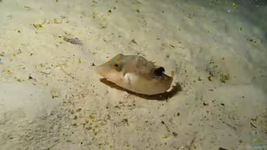Canthigaster compressa im Aquarium halten