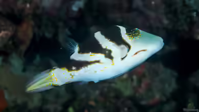 Canthigaster coronata im Aquarium halten